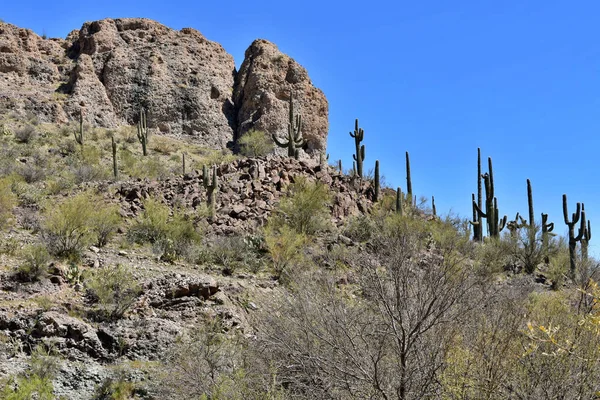 Grandes Formaciones Rocosas Cactus Saguaro Llenan Desierto Arizona —  Fotos de Stock