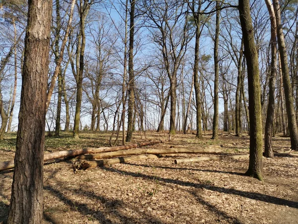 Primer Plano Principios Primavera Parque Bajo Luz Del Sol —  Fotos de Stock