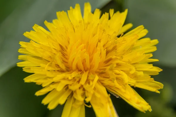 Zbliżenie Ujęcie Jasnożółtego Kwiatu Mniszka Lekarskiego Rozmytym Tle — Zdjęcie stockowe
