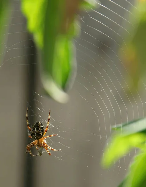 西雅图蜘蛛网上一只欧洲花园蜘蛛 Araneus Diadematus 的特写 — 图库照片