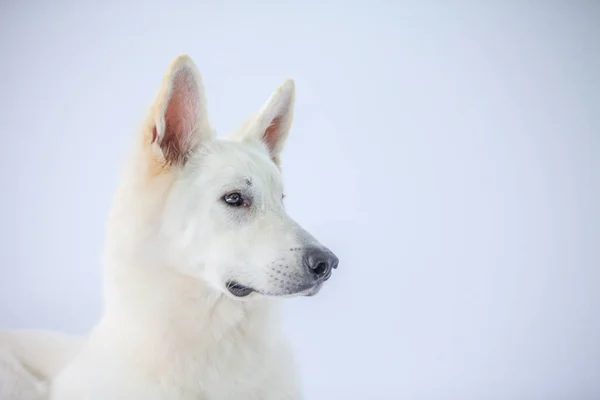 Närbild Bedårande Vit Hund Studio — Stockfoto