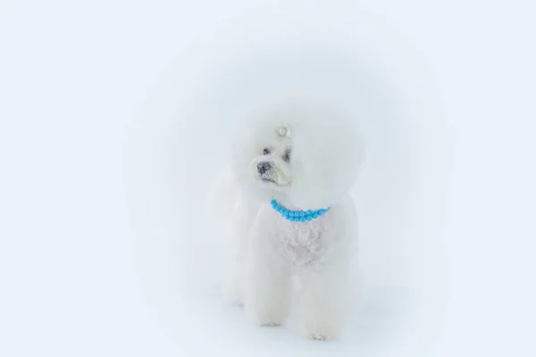 Tiro Vertical Cachorrinho Branco Adorável Estúdio — Fotografia de Stock