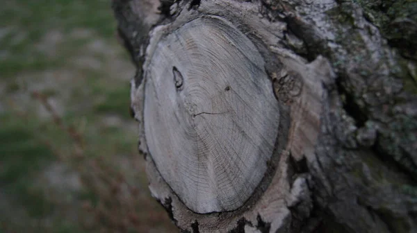 Les Anneaux Écorce Une Branche Coupée Sur Tronc Bois — Photo