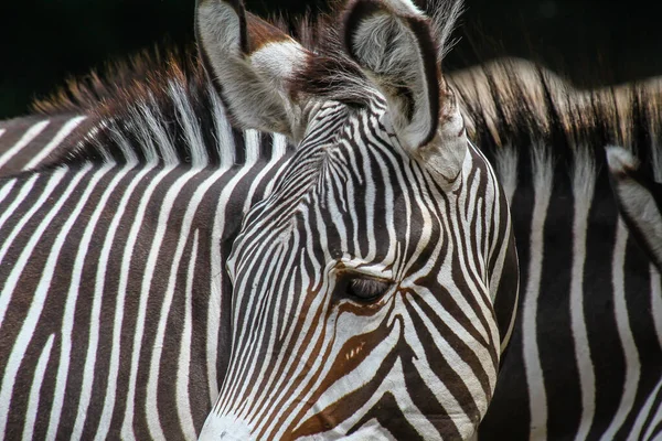 Close Uma Zebra Olhando Para Direita — Fotografia de Stock
