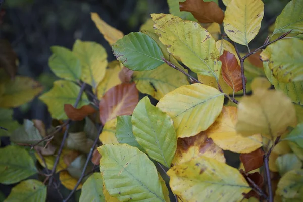 Uma Vista Superior Folhas Outono Galhos Árvore — Fotografia de Stock