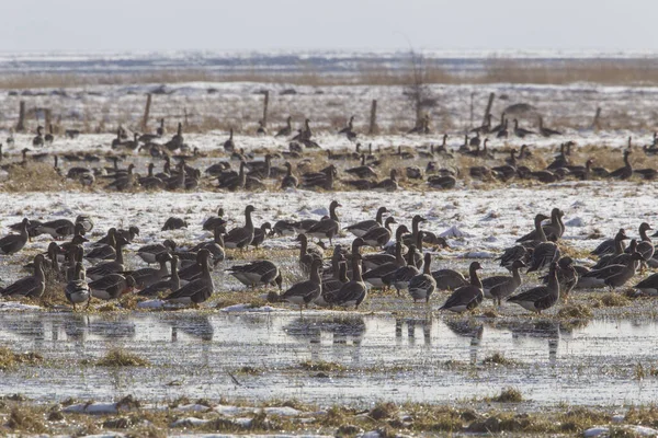 在自然景观中 湖中鸟群的特写镜头 — 图库照片