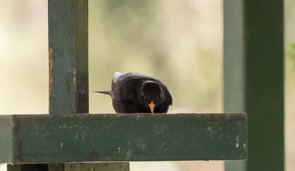 Ένα Κοντινό Πλάνο Ενός Κοτσύφι Turdus Merula Κοιτάζοντας Κάτω Από — Φωτογραφία Αρχείου