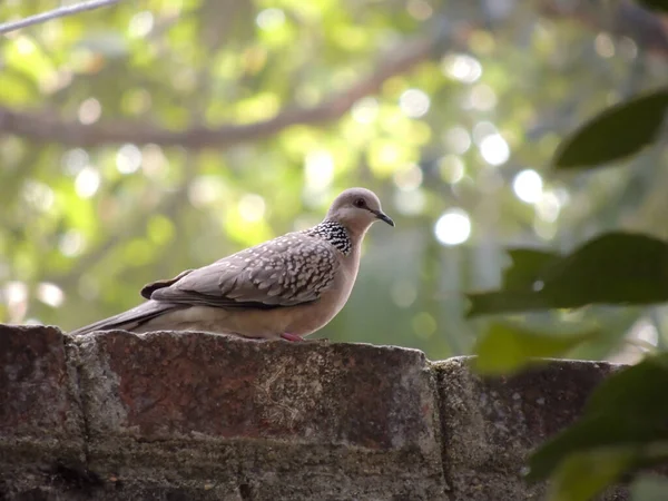 Selective Focus Shot Dove Perched Stone — Stock Photo, Image