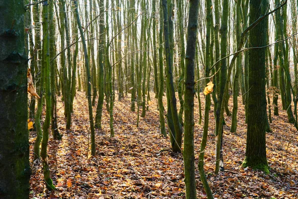 Bosque Otoñal Muchos Árboles Jóvenes Con Camino —  Fotos de Stock