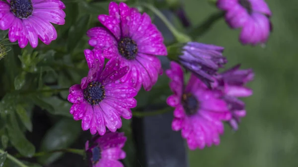 Nærbilde Vakre Lilla Osteospermblomster – stockfoto