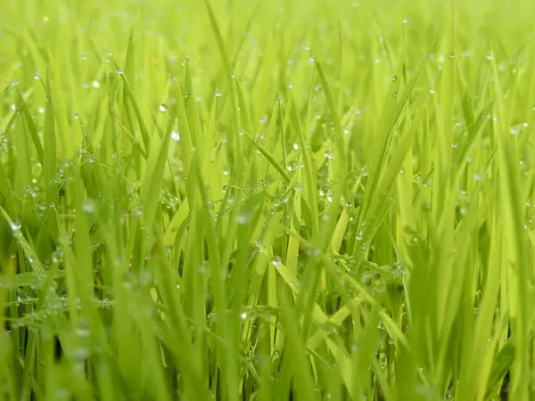 Hierba Verde Fresca Con Gotitas Agua —  Fotos de Stock