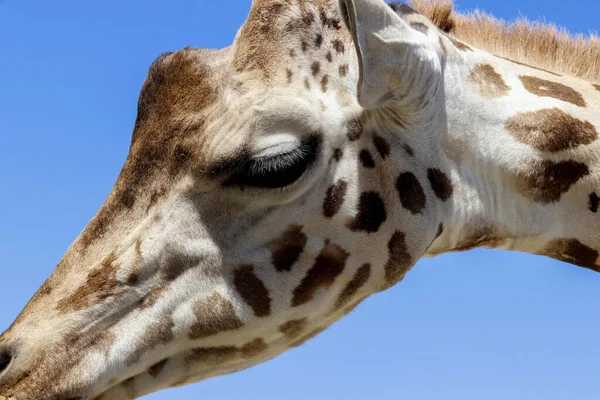 Hayvanat Bahçesinde Mavi Gökyüzünün Altında Sevimli Bir Zürafa — Stok fotoğraf