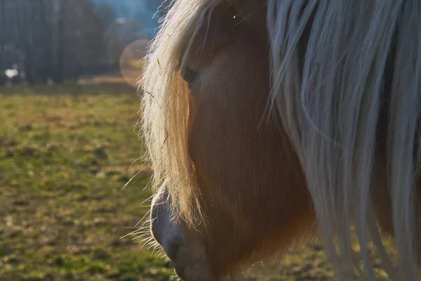 晴れた日に牧草地で馬を間近で見ることができます — ストック写真