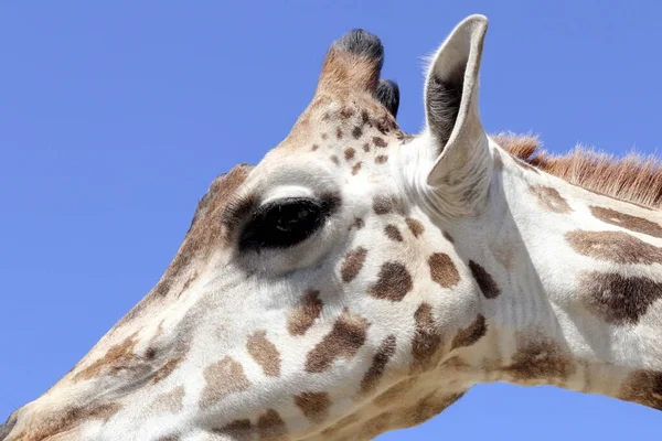 Милый Жираф Зоопарке Ясным Голубым Небом — стоковое фото