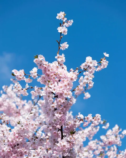 Magnifique Cerisier Fleurs Sous Ciel Bleu — Photo