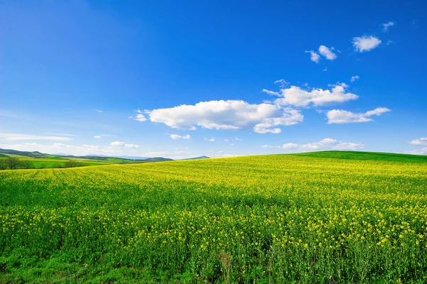 Campo Colza Fiore Stupro Sul Campo Estate Olio Giallo Brillante — Foto Stock