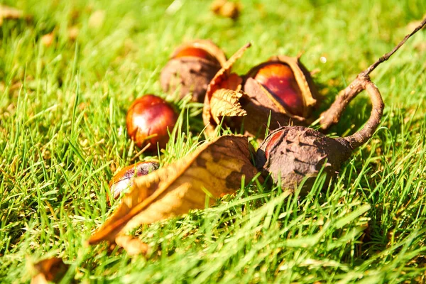 Ανοιγμένο Κέλυφος Κάστανου Αλόγου Aesculus Στο Έδαφος Πράσινο Γρασίδι — Φωτογραφία Αρχείου