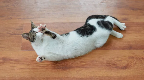 一只可爱的绒毛猫躺在地板上的特写镜头 — 图库照片
