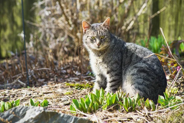 Gatto Domestico Esplorare Giardino Nella Giornata Sole — Foto Stock