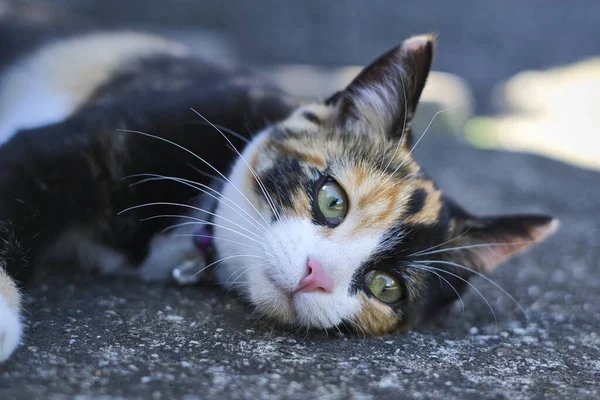 표면에 게으른 고양이의 클로즈업 — 스톡 사진