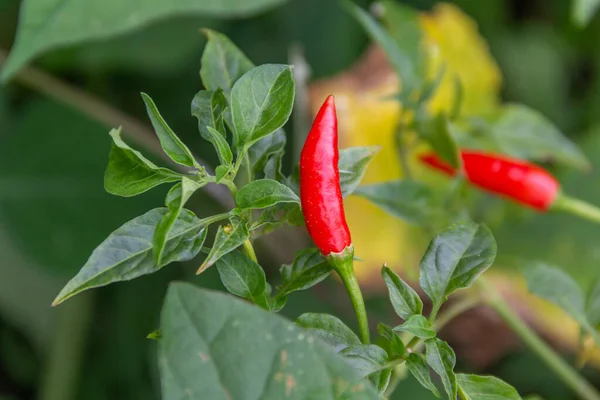 Selektywne Skupienie Czerwonego Chili Zielonymi Liśćmi Zakładzie Papryki Niewyraźnym Tle — Zdjęcie stockowe