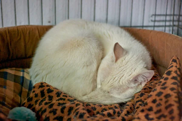Egy Közeli Kép Egy Fehér Bolyhos Macskáról Aki Ágyban Alszik — Stock Fotó