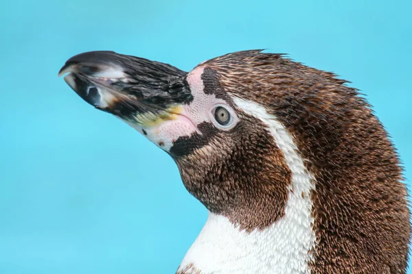 Porträt Eines Humboldt Pinguins Auf Blauem Hintergrund — Stockfoto