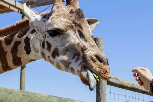 Uma Girafa Bonita Zoológico Sob Céu Azul Claro — Fotografia de Stock