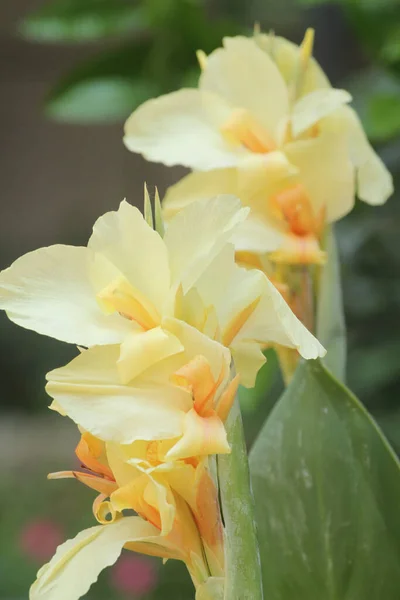 Vertical Shot Yellow Canna Lily Flowers Garden — Stock Photo, Image