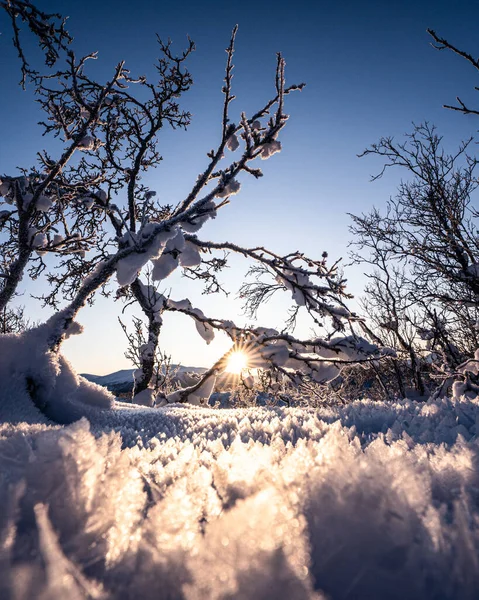 在白雪覆盖的大自然上 一道明亮的阳光直射下来 — 图库照片