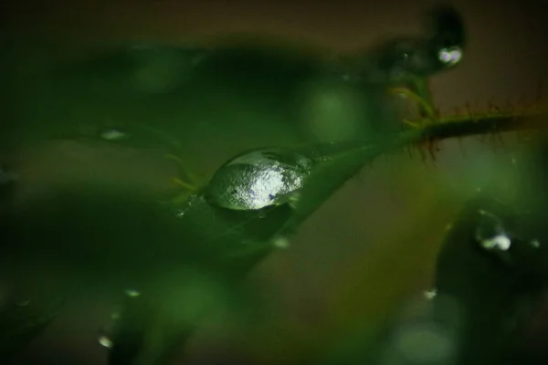 Eine Selektive Fokusaufnahme Von Grünen Blättern Mit Wassertropfen Der Spitze — Stockfoto