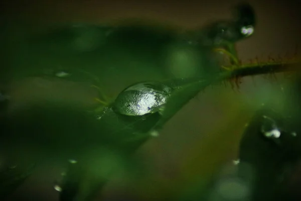 Enfoque Selectivo Hojas Verdes Con Gotitas Agua Parte Superior —  Fotos de Stock