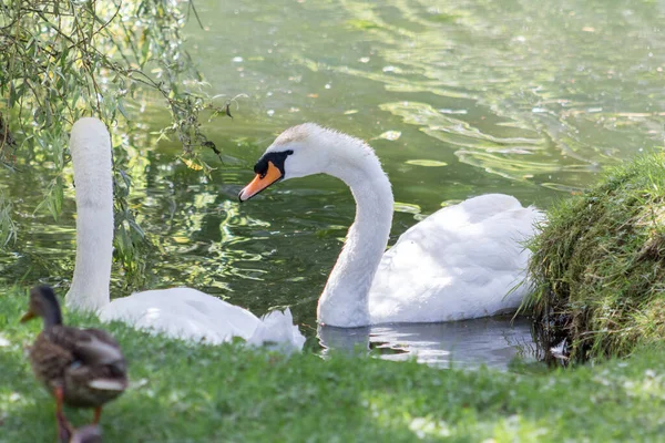 Zwei Schwäne Flussrand Wachen Über Ihre Babys Während Sie Teich — Stockfoto