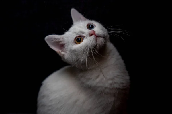 Close Gato Branco Olhando Para Cima Isolado Fundo Preto — Fotografia de Stock