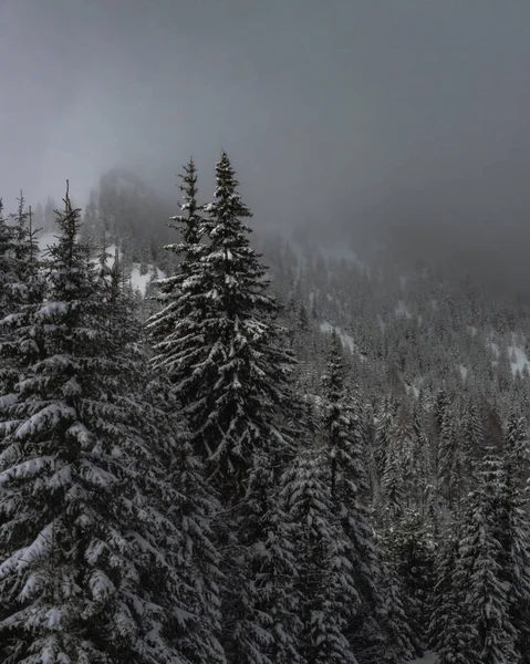 在一个多雾的冬日里 美丽的雪山拍出了一张照片 — 图库照片