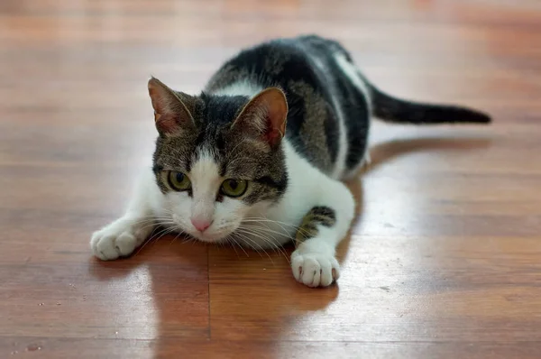 귀여운 고양이가 초록색 눈으로 응시하는 — 스톡 사진