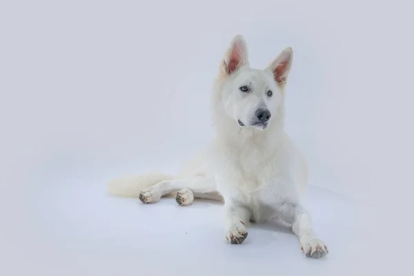 Egy Közeli Kép Egy Imádnivaló Fehér Kutyáról Egy Stúdióban — Stock Fotó