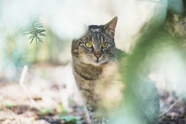 Güneşli Bir Günde Bahçeyi Keşfeden Evcil Kedi — Stok fotoğraf