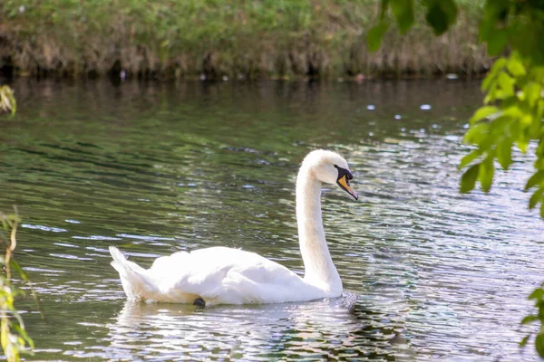 Wan Cigno Guadare Vicino Bordo Del Fiume Crogiolarsi Nel Bagliore — Foto Stock