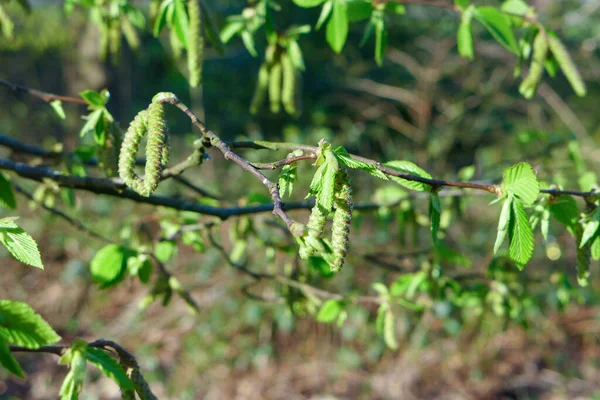 Closeup Birch Tree Branch Leaves Seeds Daylight — Stock Photo, Image