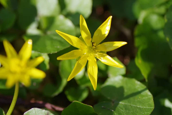 Closeu Une Petite Fleur Jaune Celandine Entourée Verdure — Photo