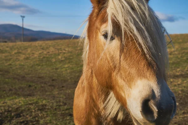 Close Horse Pasture Sunny Day — Stock Photo, Image