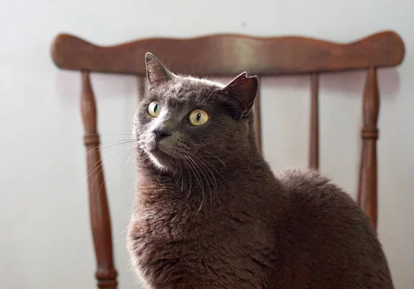 Close Gato Fofo Bonito Olhando Com Seus Olhos Verdes — Fotografia de Stock