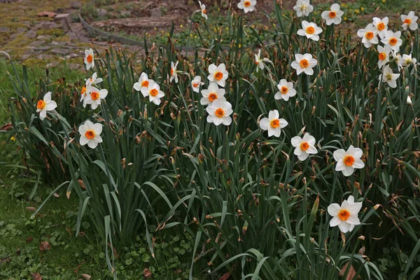 Schöner Frühling Narzissenblumen Blühen Garten — Stockfoto