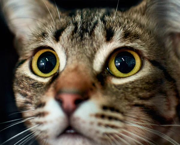 Primer Plano Lindo Gato Esponjoso Mirando Con Sus Ojos Verdes — Foto de Stock