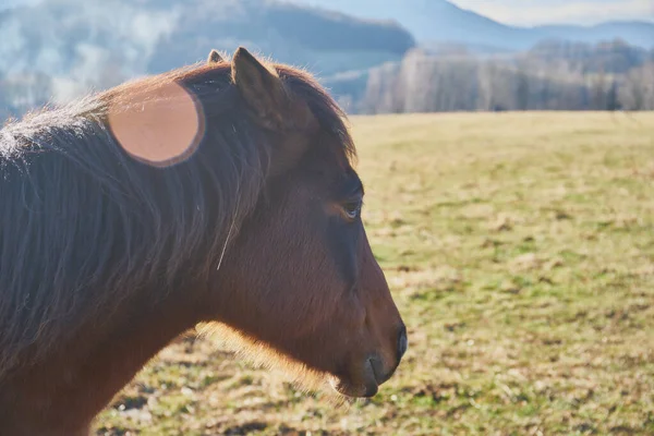 Close Horse Pasture Sunny Day — Stock Photo, Image