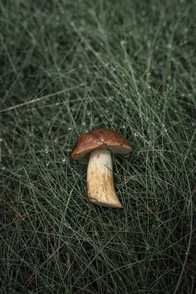 Een Verticaal Shot Van Paddestoel Het Gras Met Dauw — Stockfoto