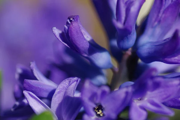 Ein Selektiver Fokusschuss Lila Hyazinthenblüten Einem Sonnigen Tag — Stockfoto