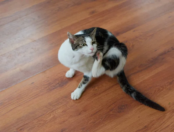 바닥에 귀엽고 고양이의 클로즈업 — 스톡 사진