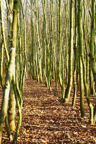 Forêt Automne Nombreux Jeunes Arbres Avec Sentier — Photo